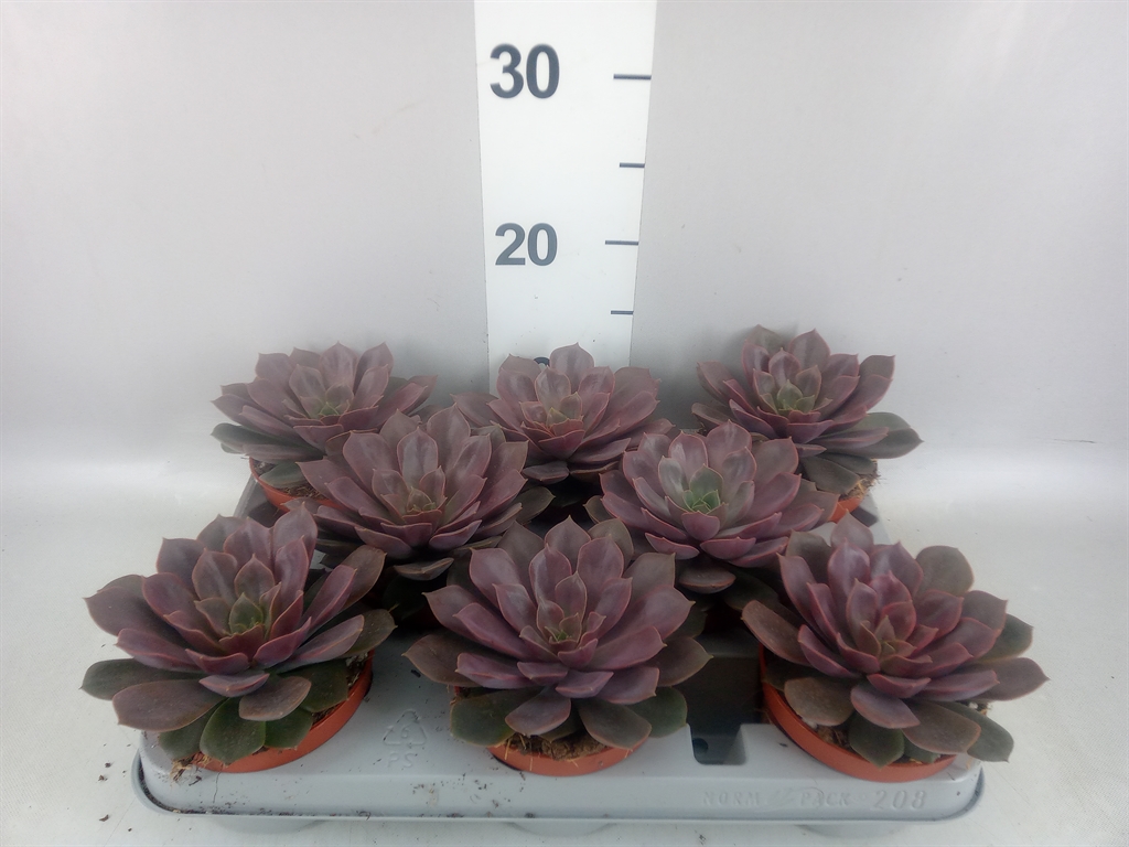 Горшечные цветы и растения оптом Echeveria ... от 8шт из Голландии с доставкой по России