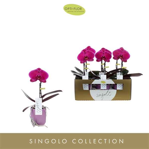 Горшечные цветы и растения оптом Phal 1st Singolo Fusa In Lilac Lazio (opti) от 6шт из Голландии с доставкой по России