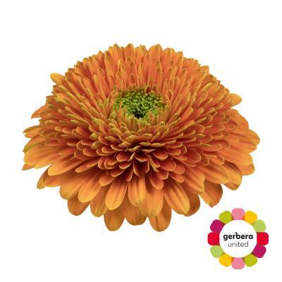 Срезанные цветы оптом Gerbera diamond berra+ от 30шт. из Голландии с доставкой по России