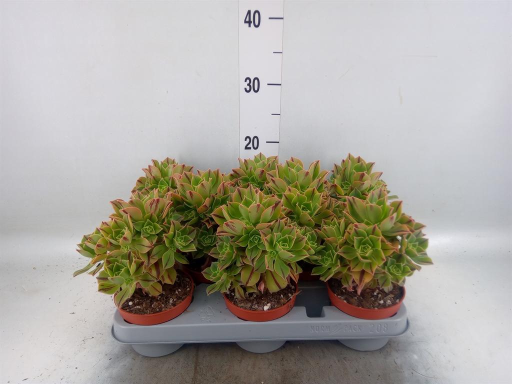 Горшечные цветы и растения оптом Aeonium   ... от 8шт из Голландии с доставкой по России