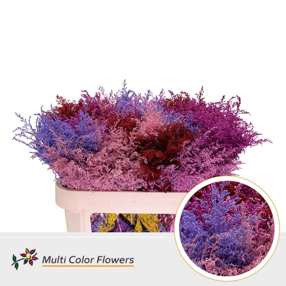 Срезанные цветы оптом Solidago paint mix love от 100шт. из Голландии с доставкой по России