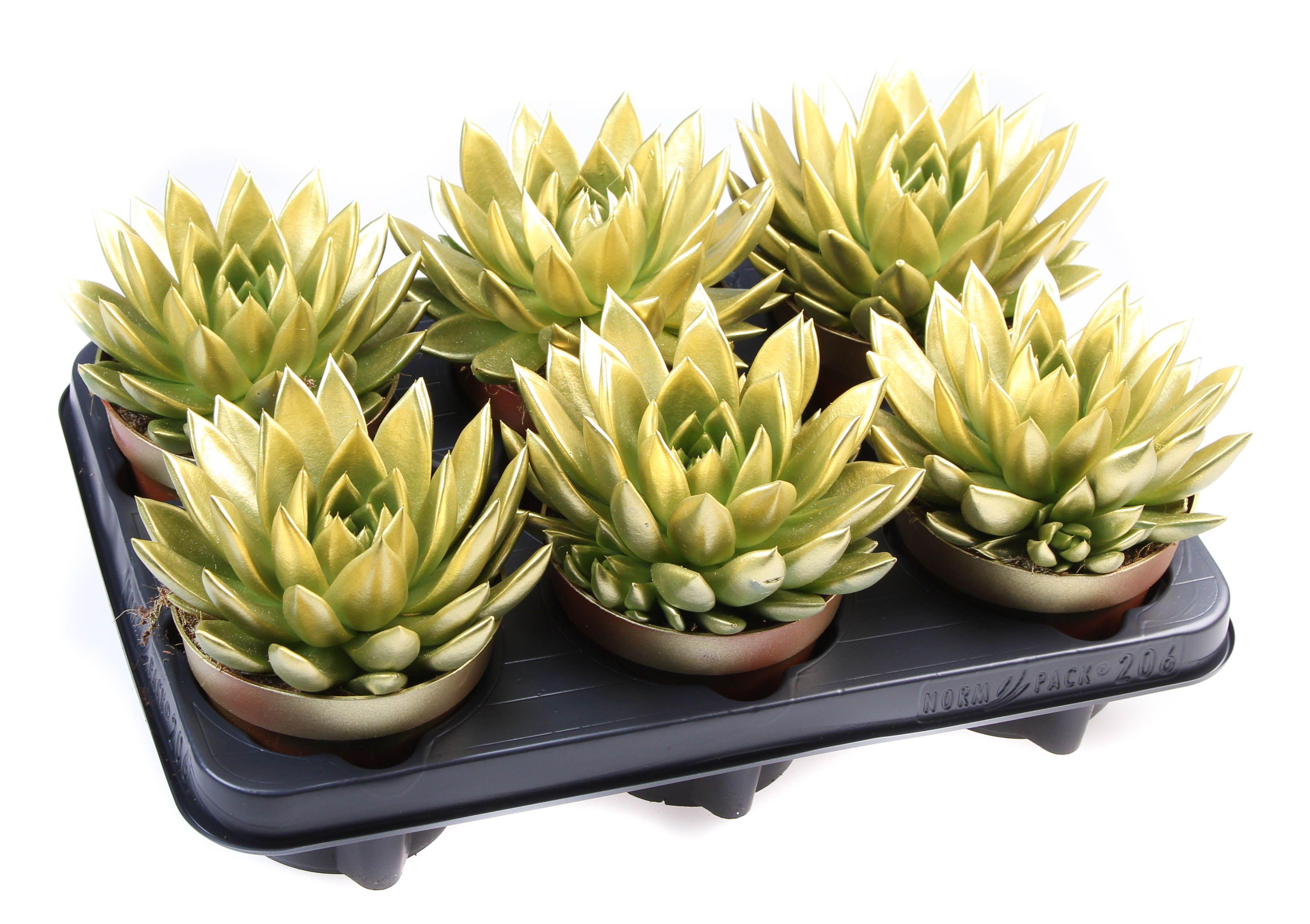 Горшечные цветы и растения оптом Rainbow Gold от 6шт из Голландии с доставкой по России