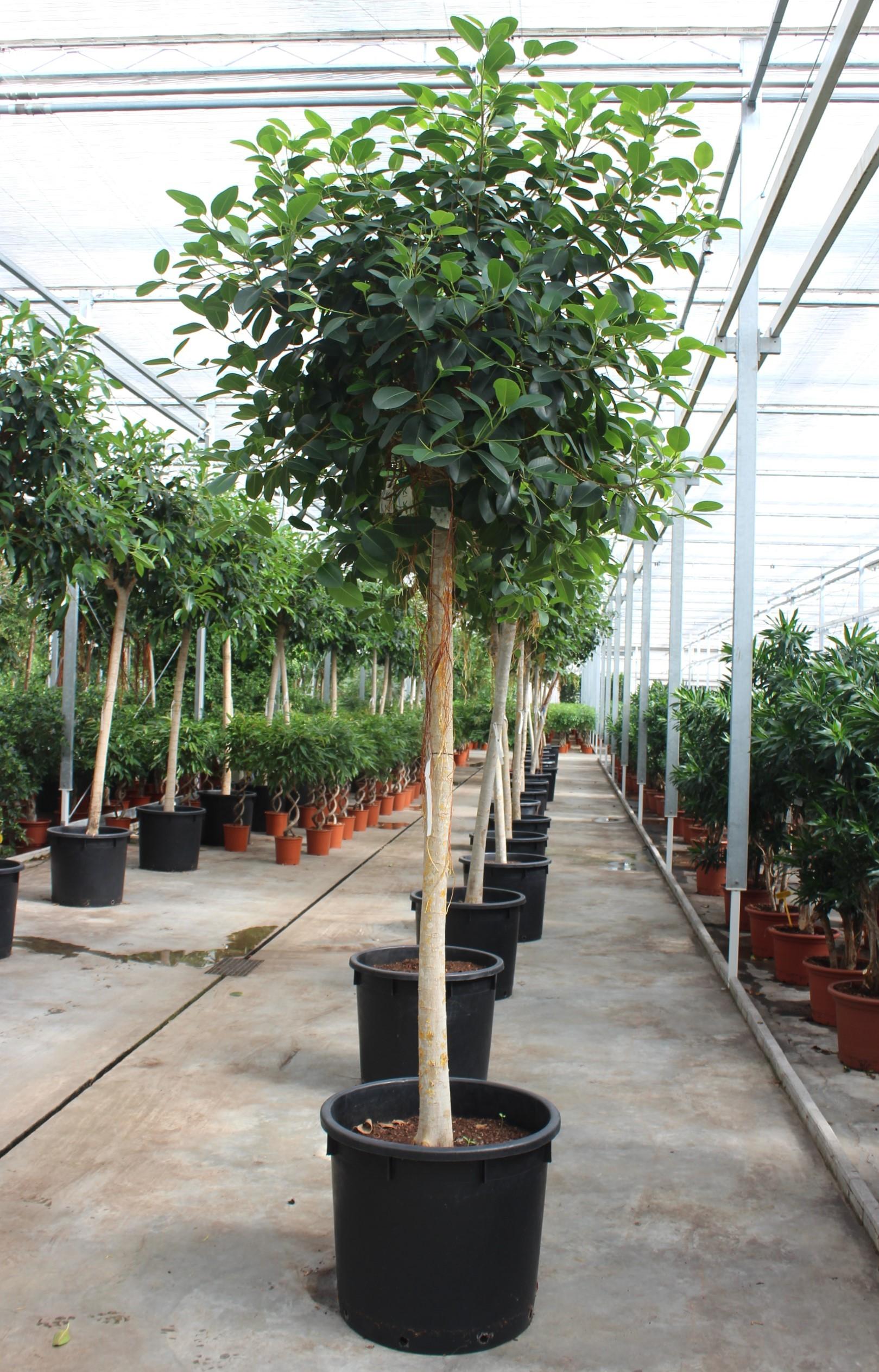 Горшечные цветы и растения оптом Ficus Australis On Stem от 1шт из Голландии с доставкой по России