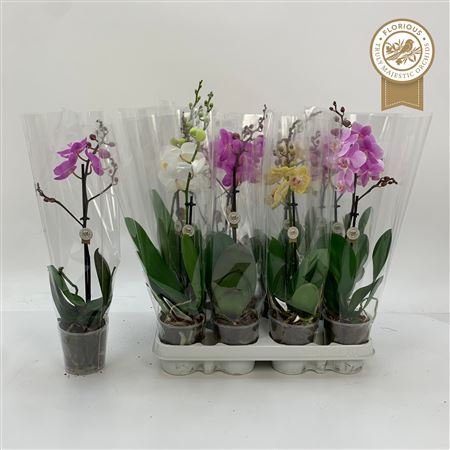 Горшечные цветы и растения оптом Phal Gem 1 Branche 8+ от 12шт (для телеги) из Голландии с доставкой по России