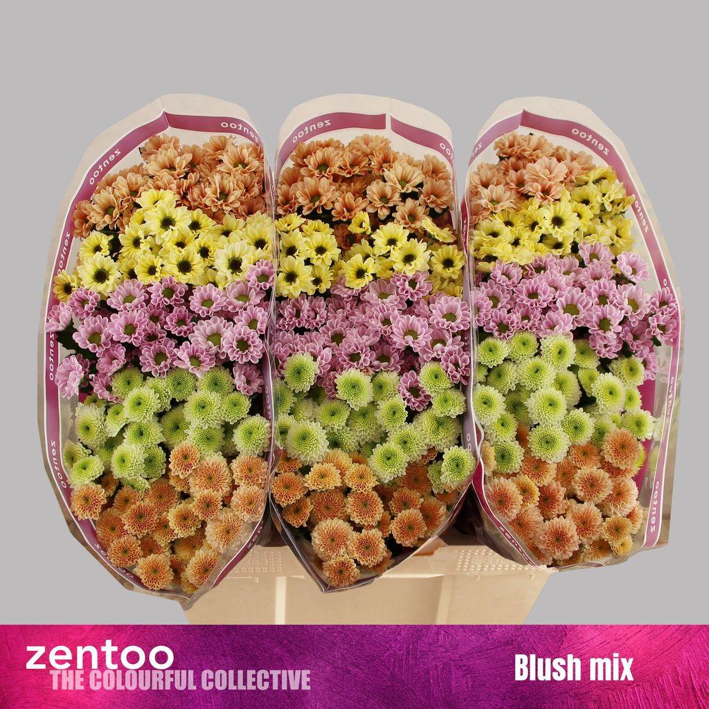 Срезанные цветы оптом Chrys sa mix blush от 75шт из Голландии с доставкой по России