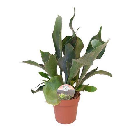 Горшечные цветы и растения оптом Platycerium Bifurcatum P12 от 6шт из Голландии с доставкой по России