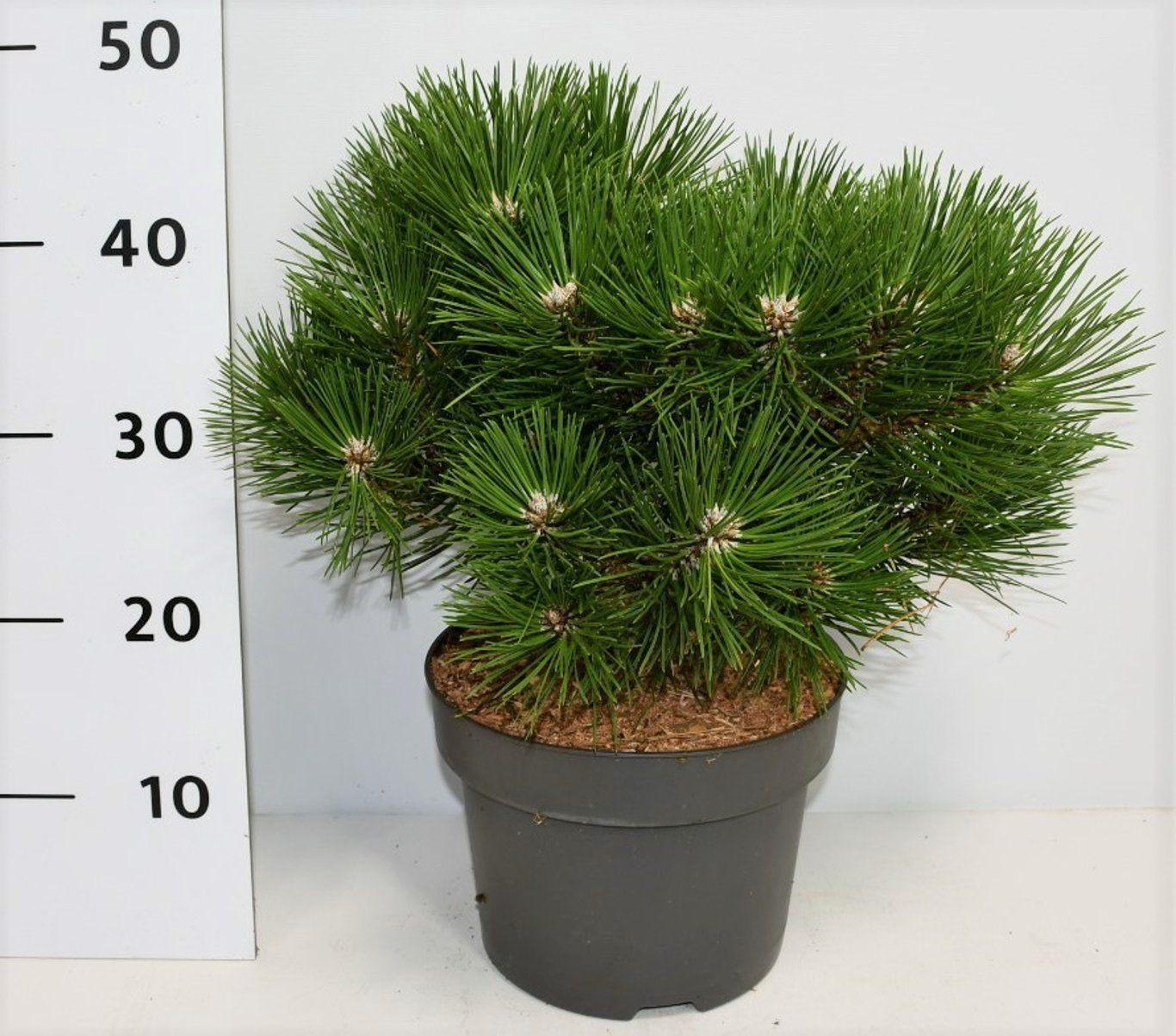 Горшечные цветы и растения оптом Pinus Nigra Nana от 1шт из Голландии с доставкой по России