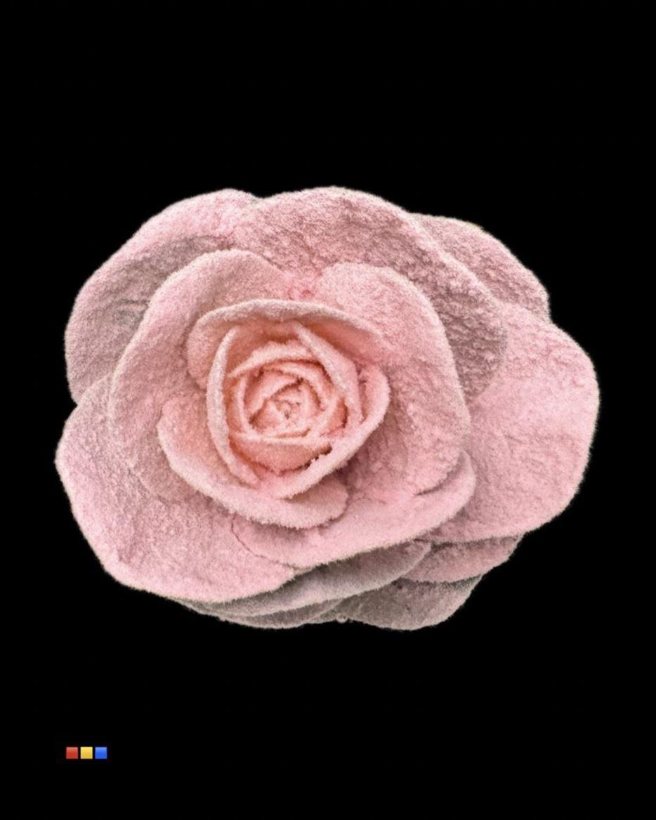 Срезанные цветы оптом Brassica powder pink от 20шт из Голландии с доставкой по России