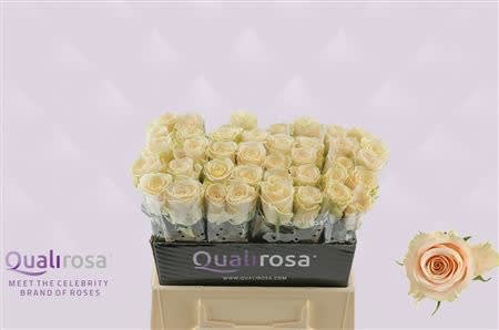 Срезанные цветы оптом Rosa large charmant от 50шт из Голландии с доставкой по России
