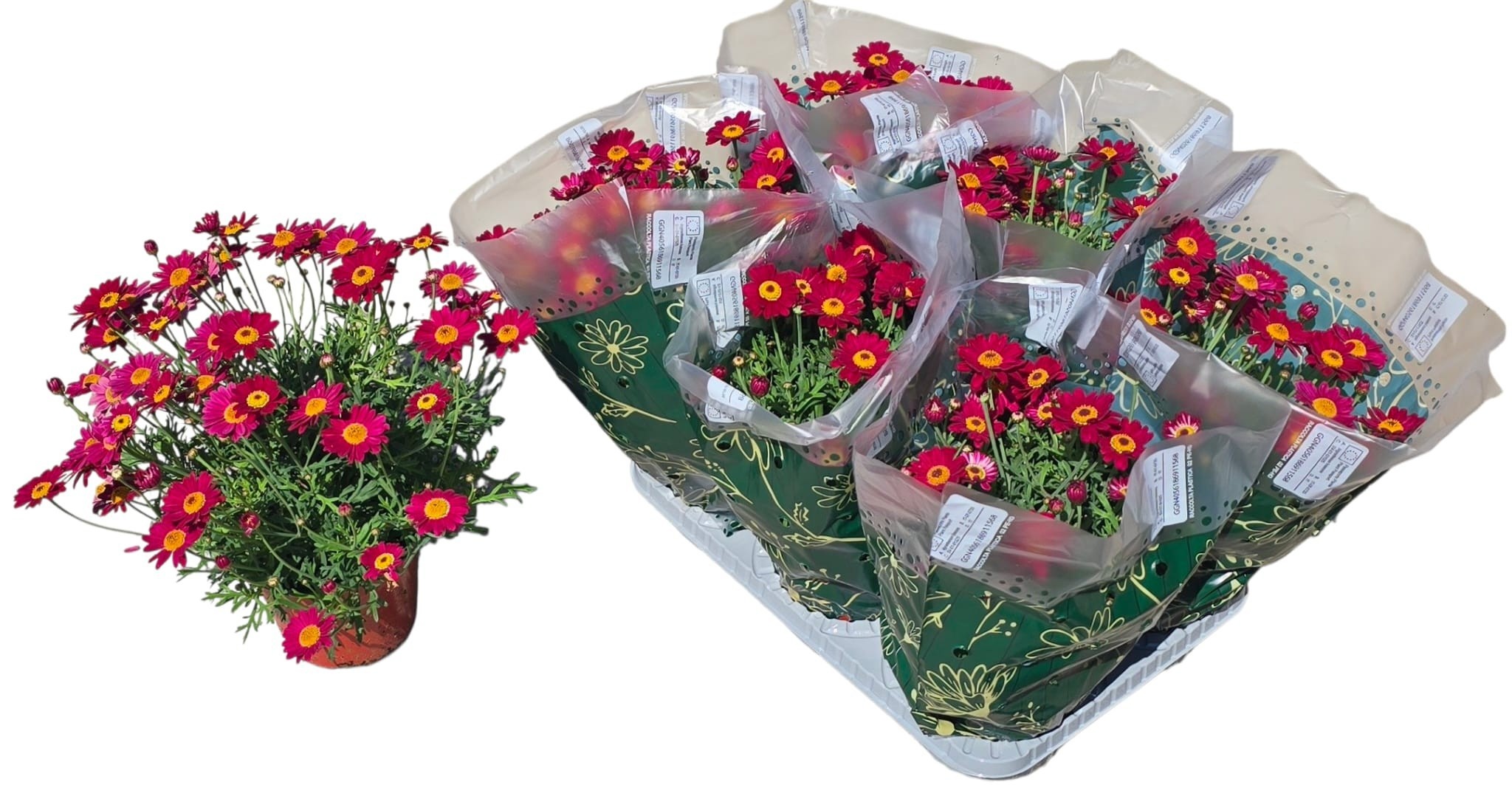 Горшечные цветы и растения оптом Arg Giuditta от 6шт из Голландии с доставкой по России