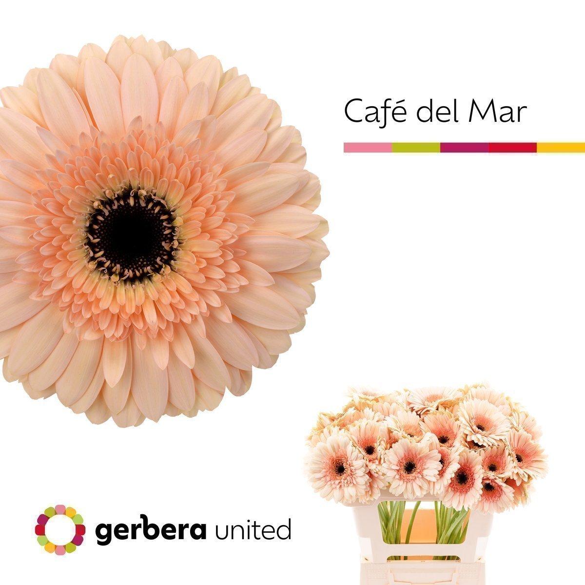 Срезанные цветы оптом Gerbera cafe del mar A от 50шт из Голландии с доставкой по России
