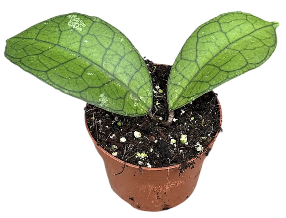 Горшечные цветы и растения оптом Hoya Clemensiorum Short Leaf от 1шт из Голландии с доставкой по России