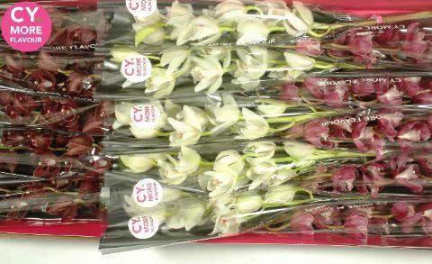 Срезанные цветы оптом Minicymbidium mix mothers day от 15шт из Голландии с доставкой по России