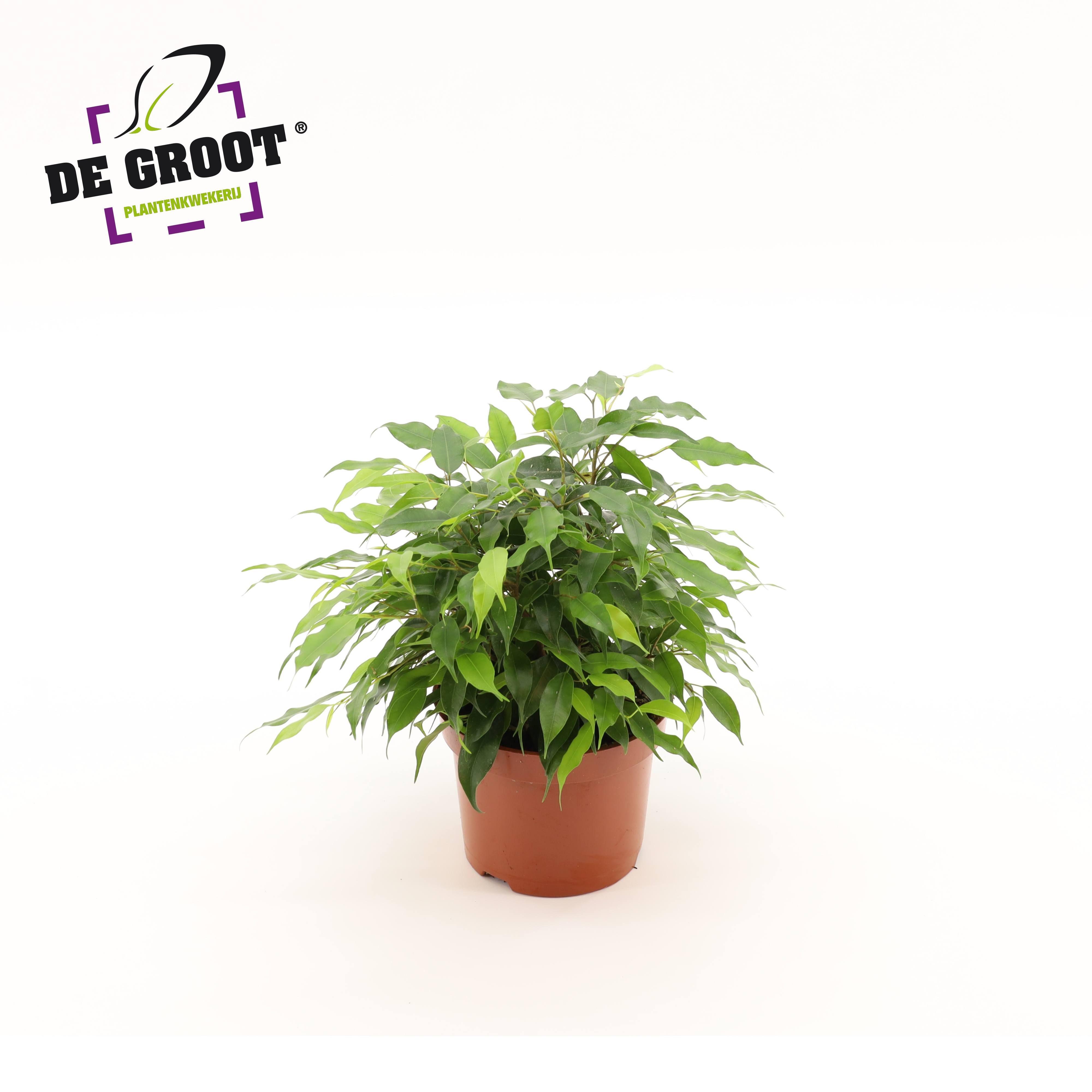 Горшечные цветы и растения оптом Ficus Be Green Kinky от 8шт из Голландии с доставкой по России