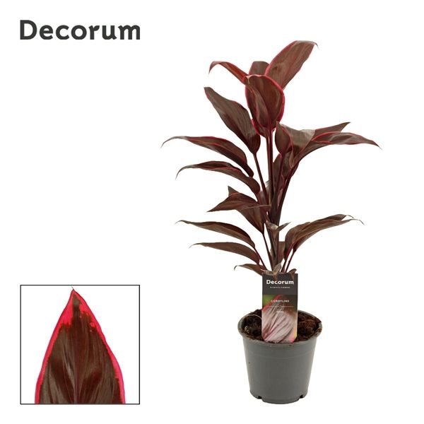 Горшечные цветы и растения оптом Cordyline Mambo (decorum) от 10шт из Голландии с доставкой по России