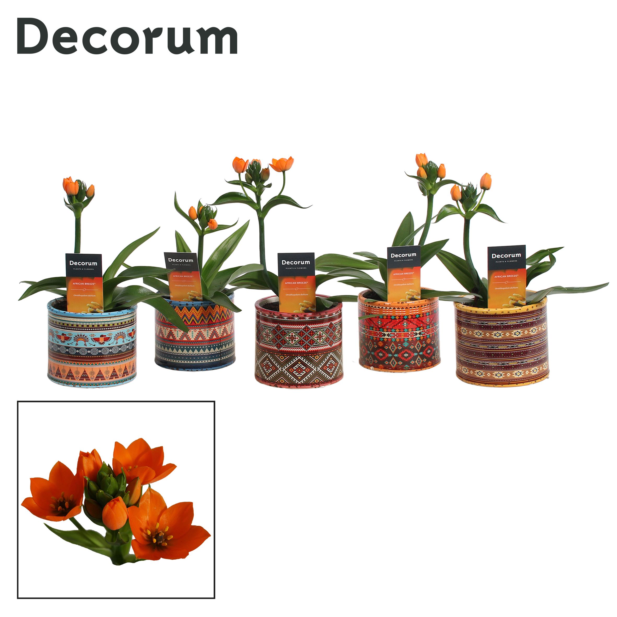Горшечные цветы и растения оптом Ornithogalum Dubium Orange 1pp In Pot Africa (de от 6шт из Голландии с доставкой по России