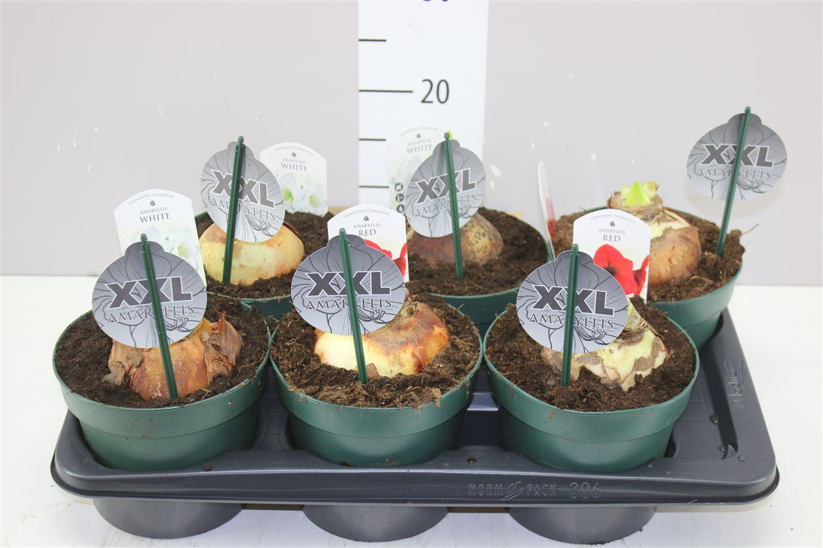 Горшечные цветы и растения оптом Hipp Gemengd 2 Steel 17cm от 6шт из Голландии с доставкой по России