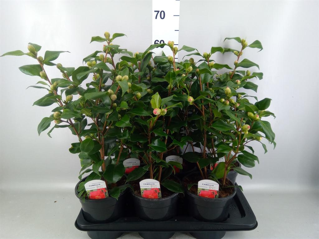 Горшечные цветы и растения оптом Camellia Jap Dr King от 6шт из Голландии с доставкой по России