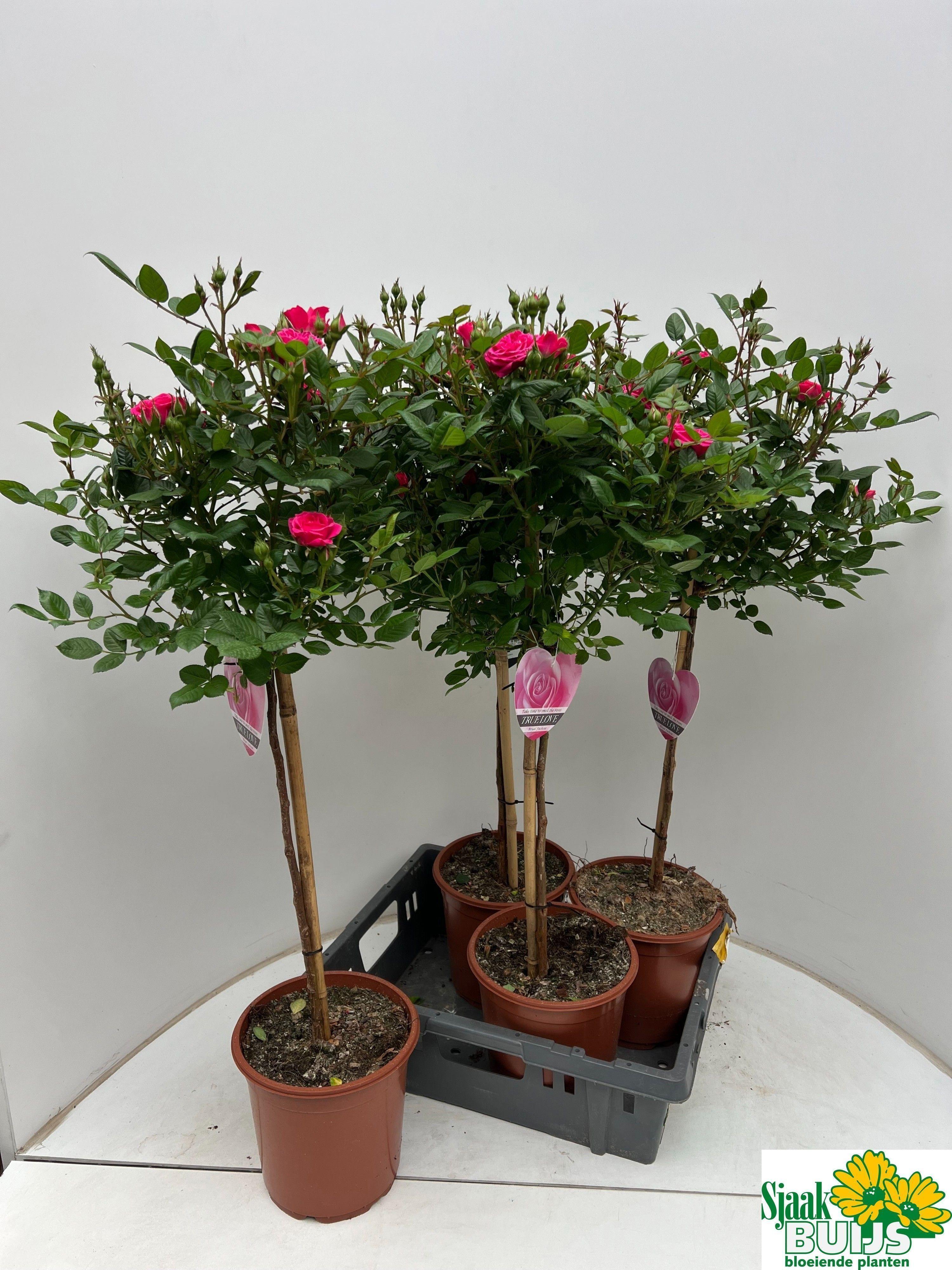 Горшечные цветы и растения оптом Rosa St Ov от 4шт из Голландии с доставкой по России