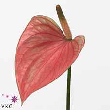 Срезанные цветы оптом Anthurium love summer от 20шт из Голландии с доставкой по России