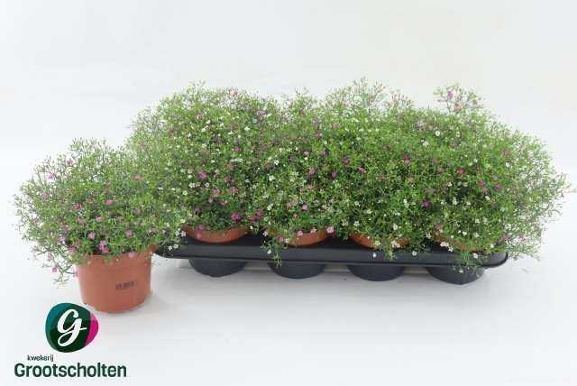 Горшечные цветы и растения оптом Gyps Muralis Gem Pot от 8шт из Голландии с доставкой по России