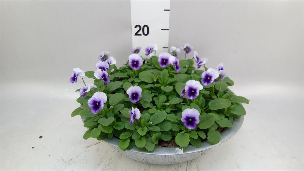 Горшечные цветы и растения оптом Viola Corn. evo Mini Beaconsfield от 1шт (для телеги) из Голландии с доставкой по России