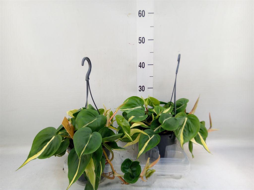 Горшечные цветы и растения оптом Philodendron Scand. от 2шт из Голландии с доставкой по России