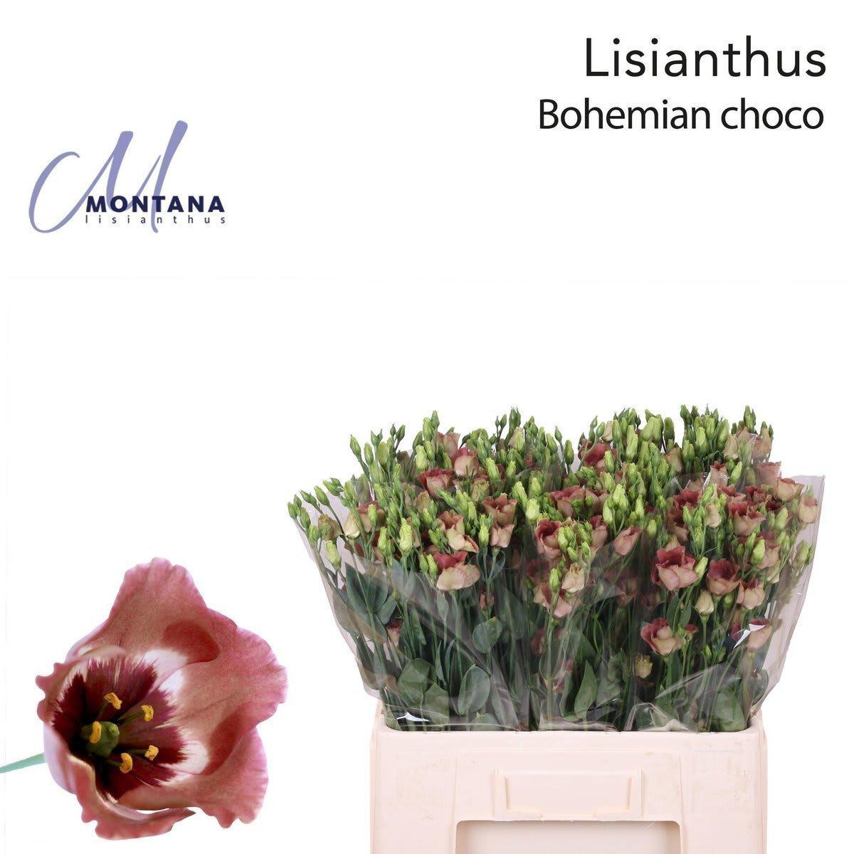 Срезанные цветы оптом Lisianthus si bohemian choco от 50шт из Голландии с доставкой по России