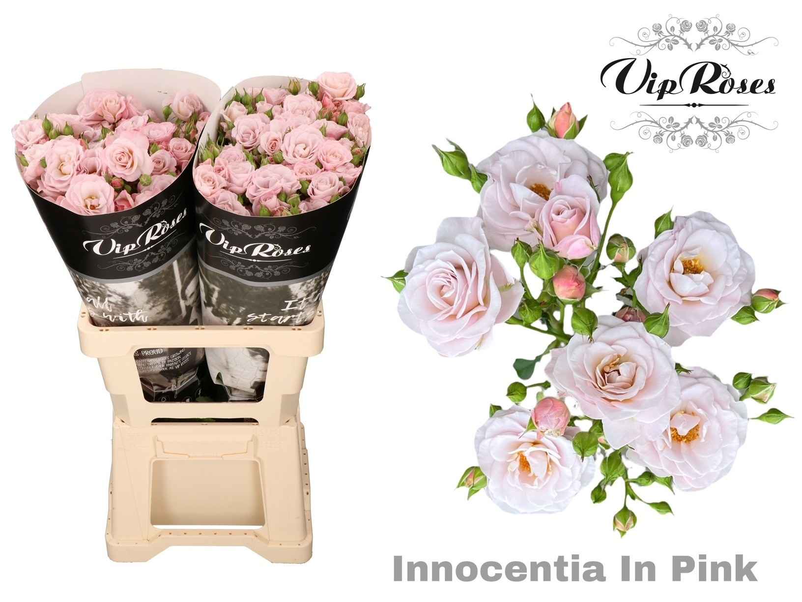 Срезанные цветы оптом Rosa sp innocencia in pink от 20шт из Голландии с доставкой по России