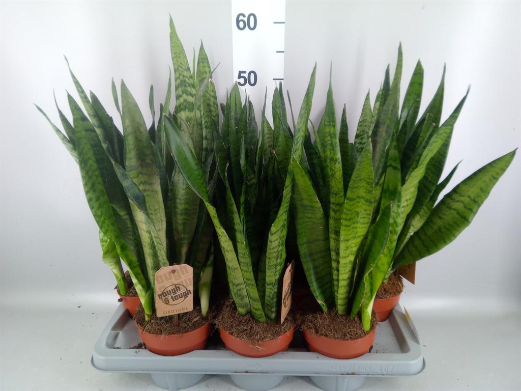 Горшечные цветы и растения оптом Sansevieria Zeylanica A от 7шт из Голландии с доставкой по России