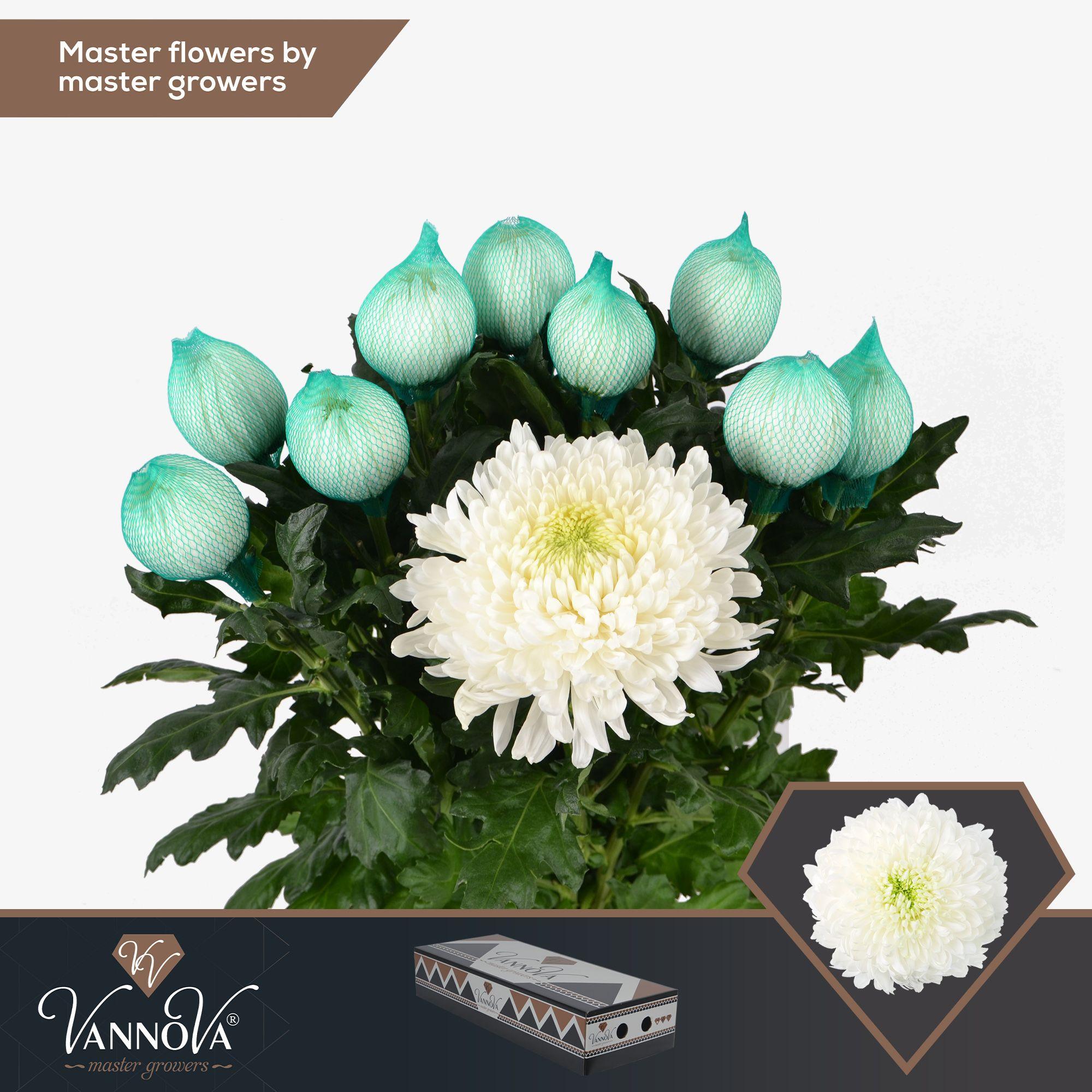 Срезанные цветы оптом Chrys bl magnum от 60шт. из Голландии с доставкой по России