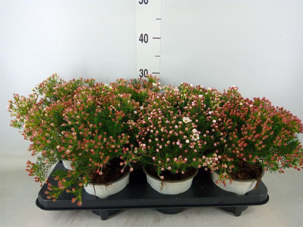 Горшечные цветы и растения оптом Chamelaucium Unci.   ... от 6шт из Голландии с доставкой по России