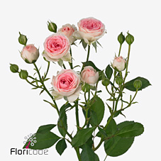 Срезанные цветы оптом Rosa spray kate-lynn от 40шт из Голландии с доставкой по России