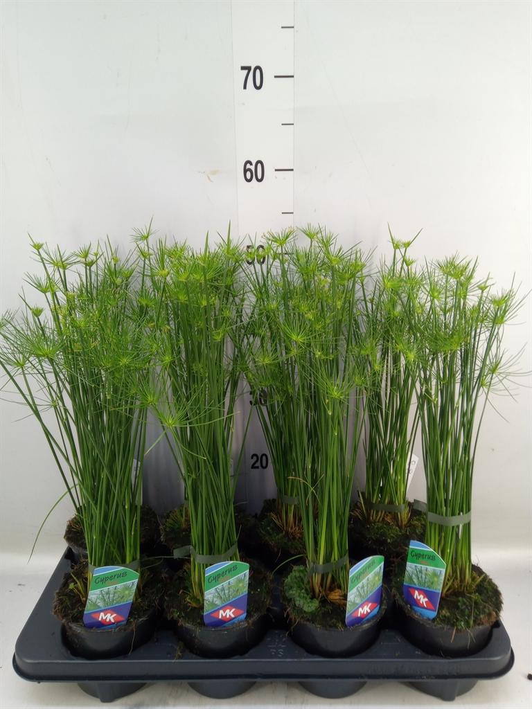Горшечные цветы и растения оптом Cyperus Haspan от 8шт из Голландии с доставкой по России