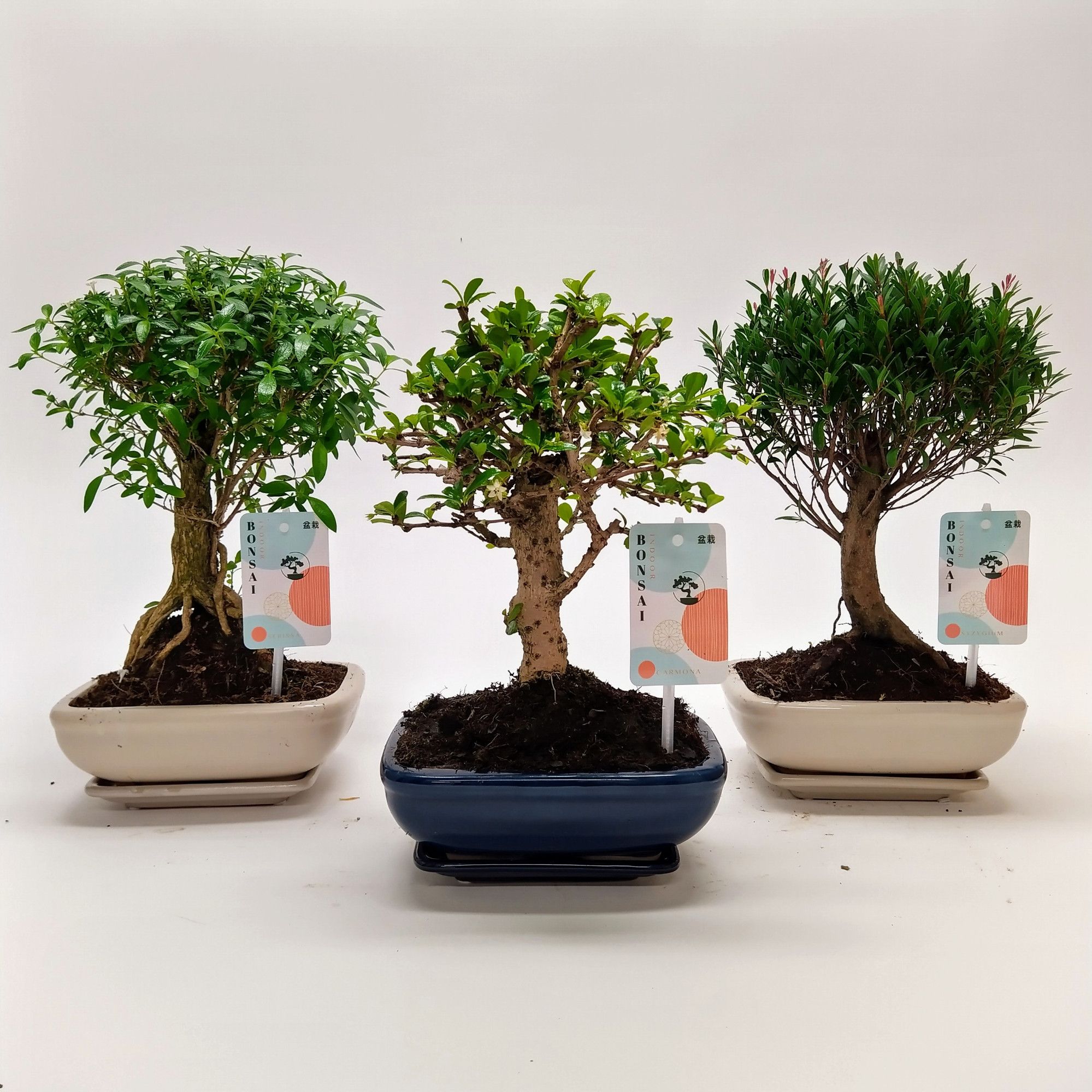 Горшечные цветы и растения оптом Bonsai Mix Traditional Ball от 7шт из Голландии с доставкой по России