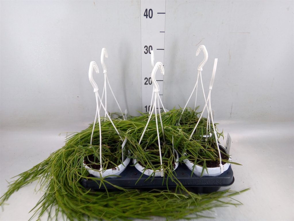 Горшечные цветы и растения оптом Hoya Linearis от 6шт из Голландии с доставкой по России