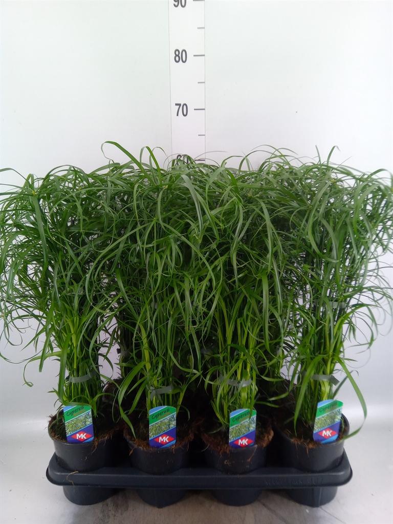 Горшечные цветы и растения оптом Cyperus Alternifolius от 7шт из Голландии с доставкой по России