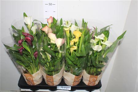 Горшечные цветы и растения оптом Zant Gem 6 Kl 4+ от 8шт из Голландии с доставкой по России