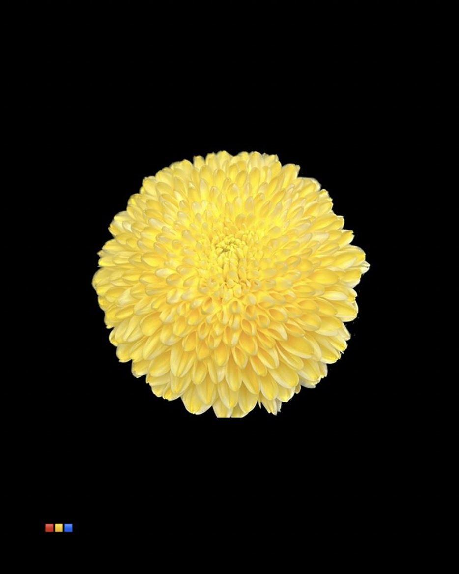 Срезанные цветы оптом Chrys bl paint superbowl yellow от 40шт из Голландии с доставкой по России