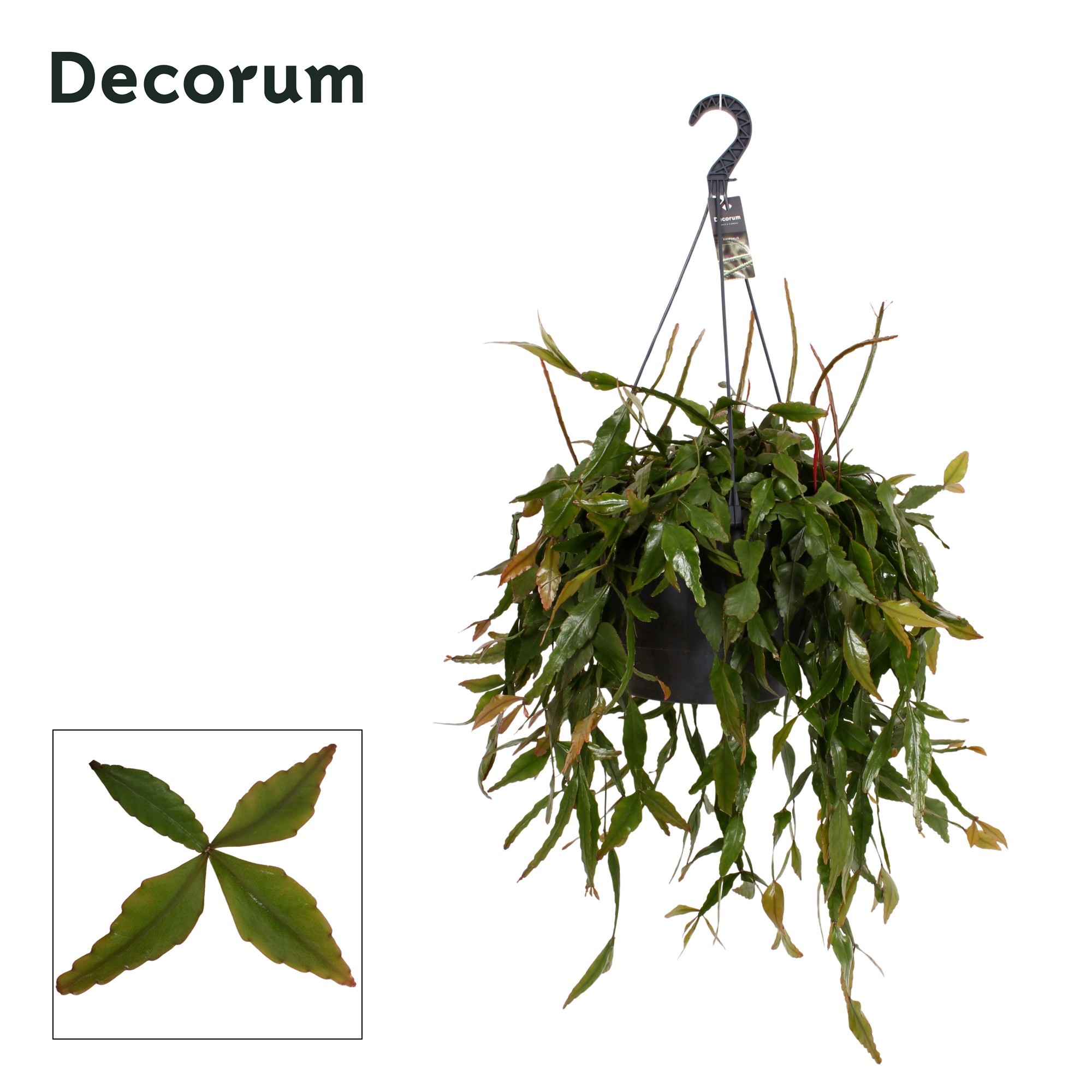 Горшечные цветы и растения оптом Rhipsalis Elliptica Xxl Hangpot (dec) от 1шт из Голландии с доставкой по России