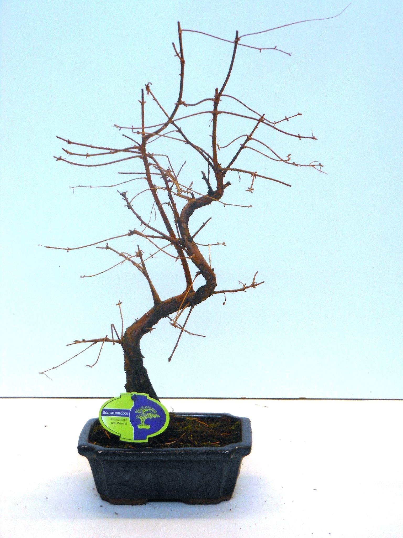 Горшечные цветы и растения оптом Bonsai Metasequoia Glyptostroboides от 6шт из Голландии с доставкой по России