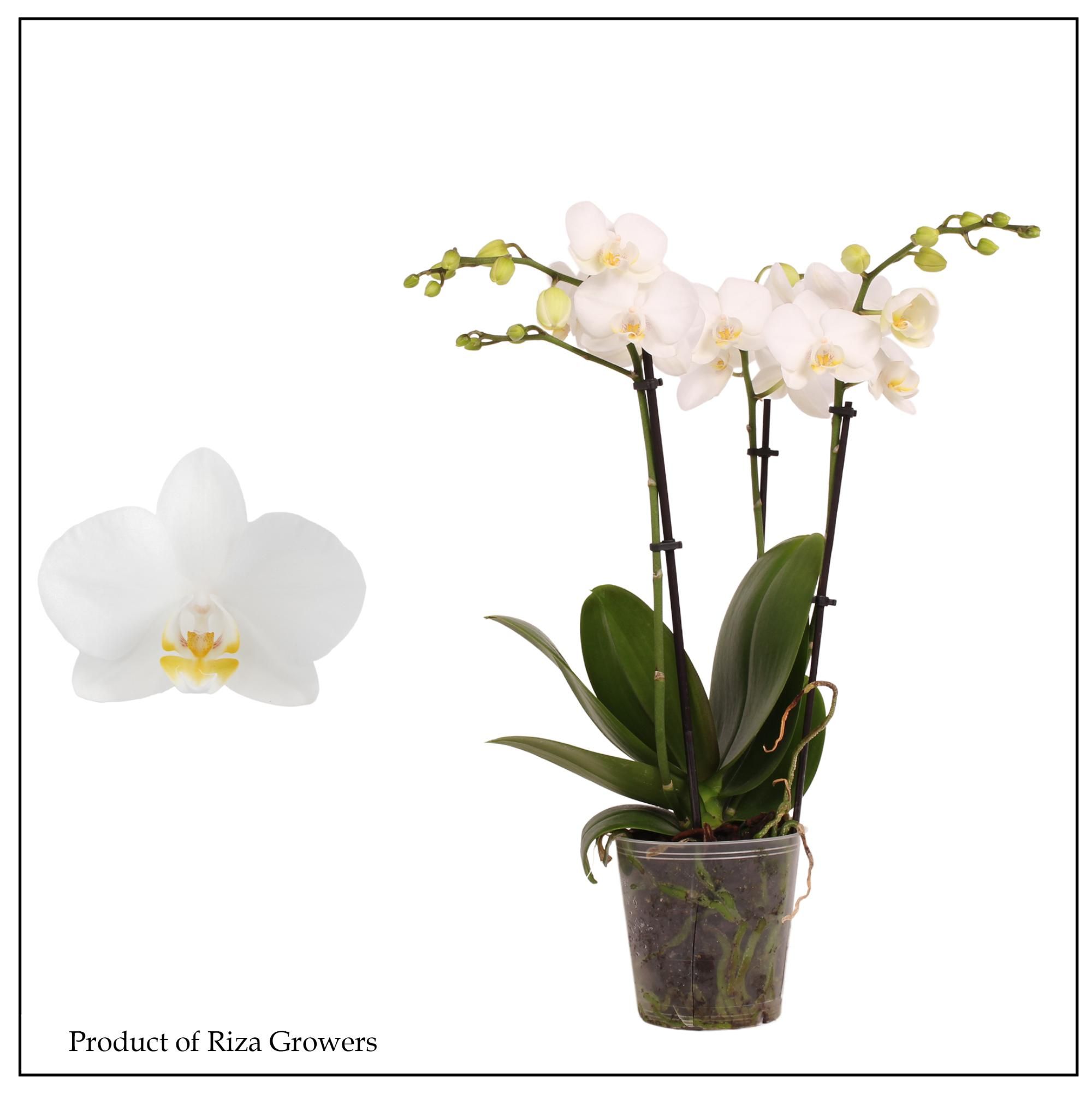 Горшечные цветы и растения оптом Phal Mf Ov Wit от 10шт из Голландии с доставкой по России
