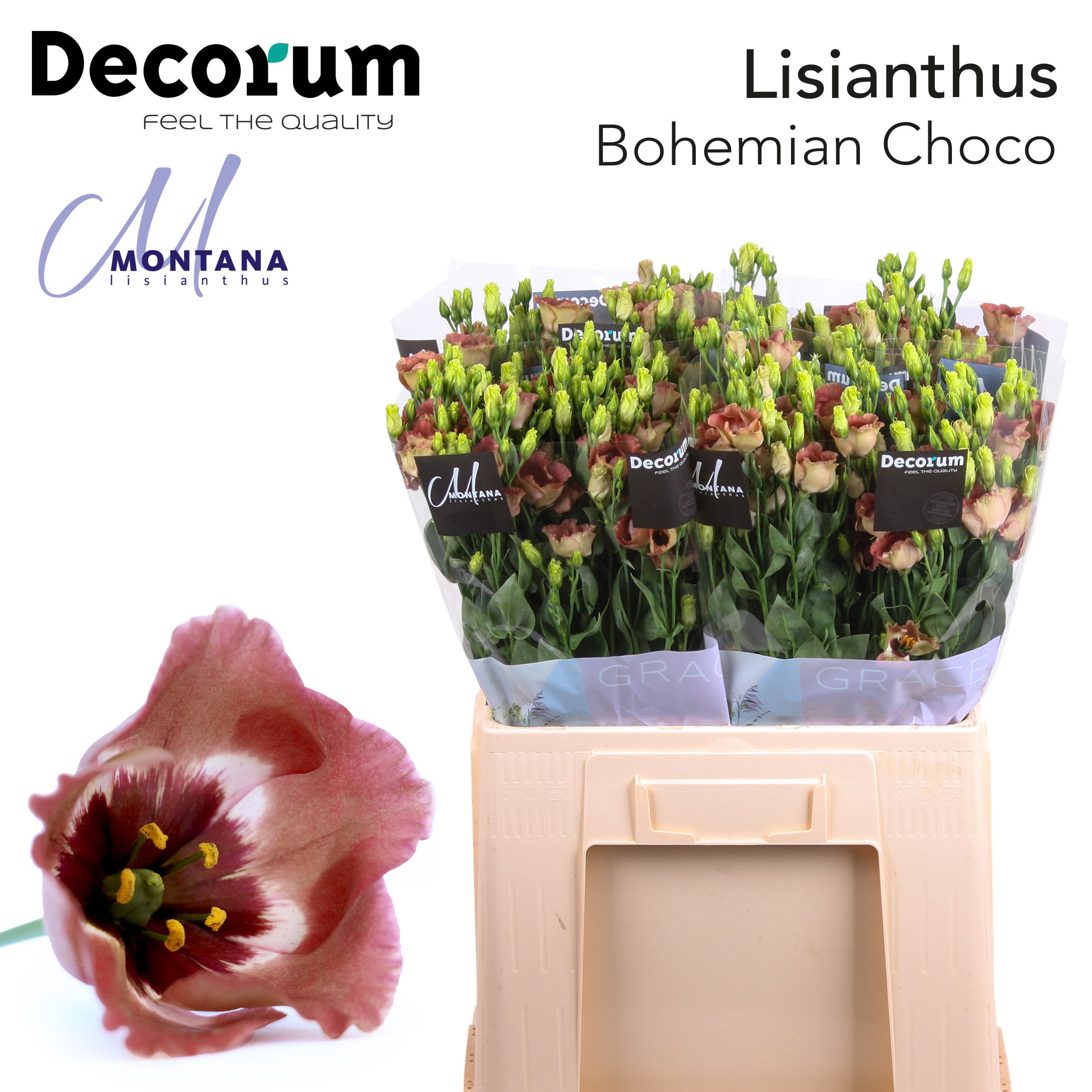 Срезанные цветы оптом Lisianthus si bohemian choco от 50шт из Голландии с доставкой по России