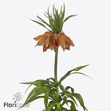 Срезанные цветы оптом Fritillaria sunrise от 25шт из Голландии с доставкой по России