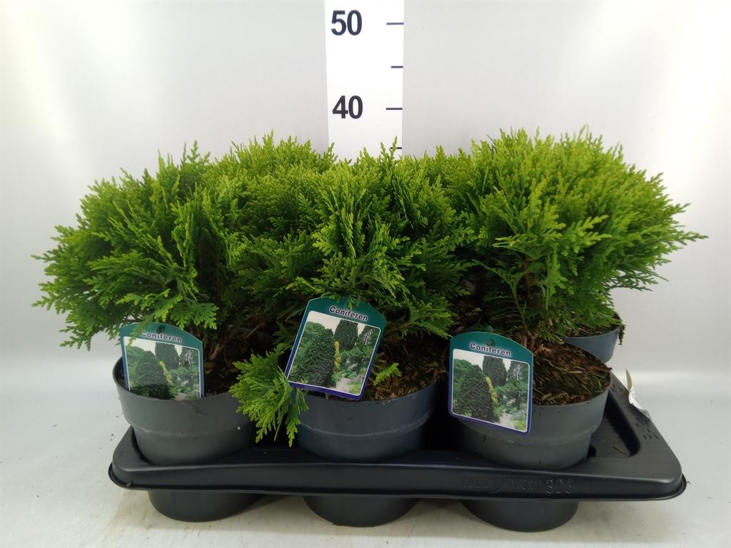 Горшечные цветы и растения оптом Thuja Occid. danica от 6шт из Голландии с доставкой по России