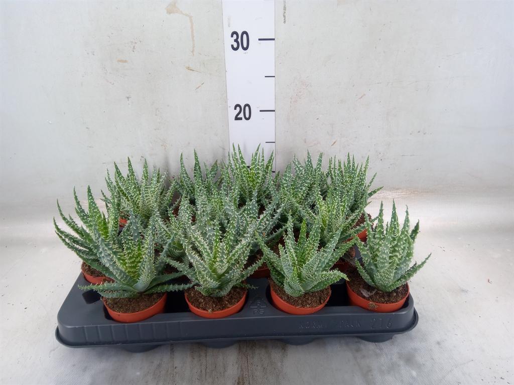 Горшечные цветы и растения оптом Aloe Humilis от 16шт (для телеги) из Голландии с доставкой по России