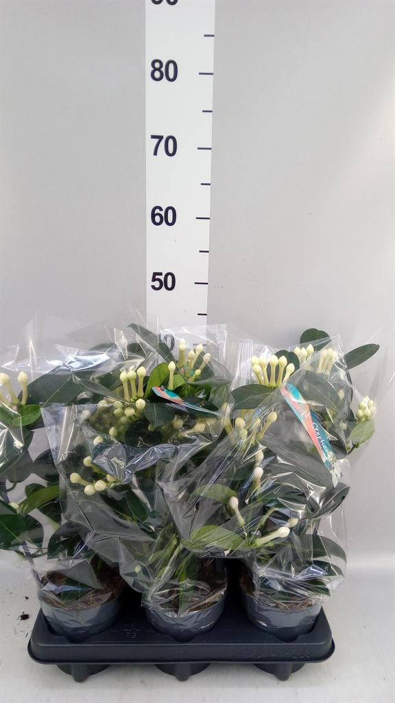 Горшечные цветы и растения оптом Stephanotis 7-8 от 6шт из Голландии с доставкой по России