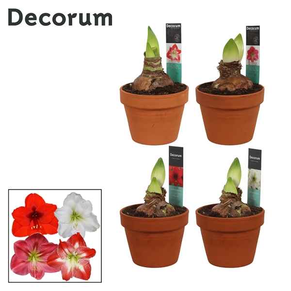 Горшечные цветы и растения оптом Hipp Mix 2pp Terracotta Op (decorum) от 6шт из Голландии с доставкой по России