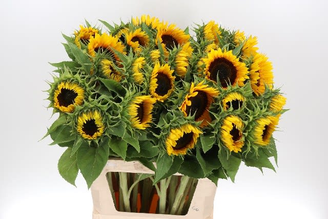 Срезанные цветы оптом Helianthus sunrich orange от 30шт из Голландии с доставкой по России