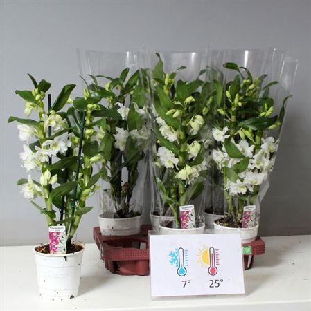 Горшечные цветы и растения оптом Dendr Nob 2st Apollon 12/16+ (de Hoog) от 6шт из Голландии с доставкой по России